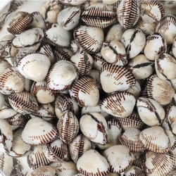 새꼬막 상 1kg 90-95미