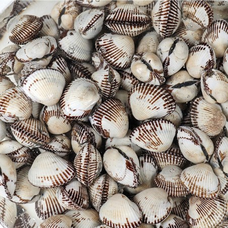 새꼬막 대 1kg 80-85미