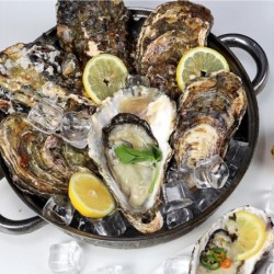 삼배체굴 1kg 2-4미